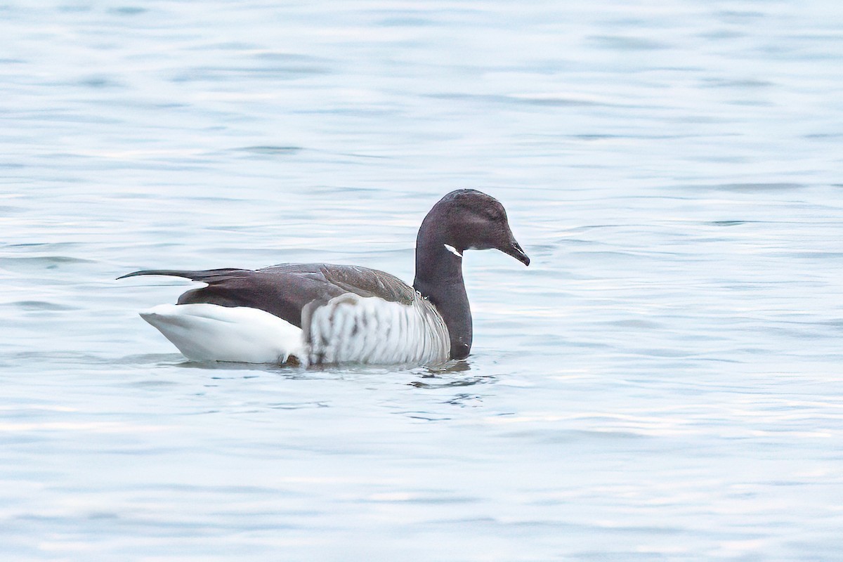Barnacla Carinegra - ML645900404