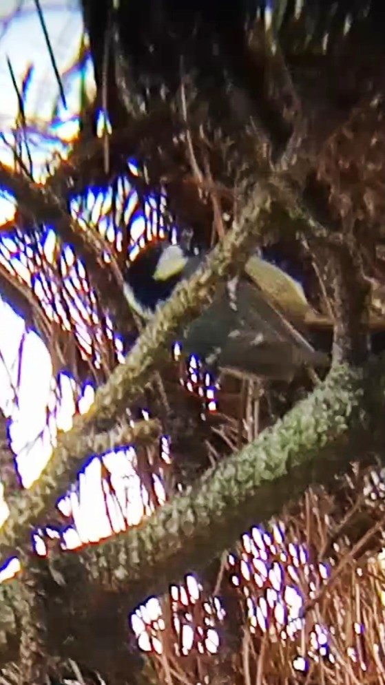 Carbonero Garrapinos - ML645900405