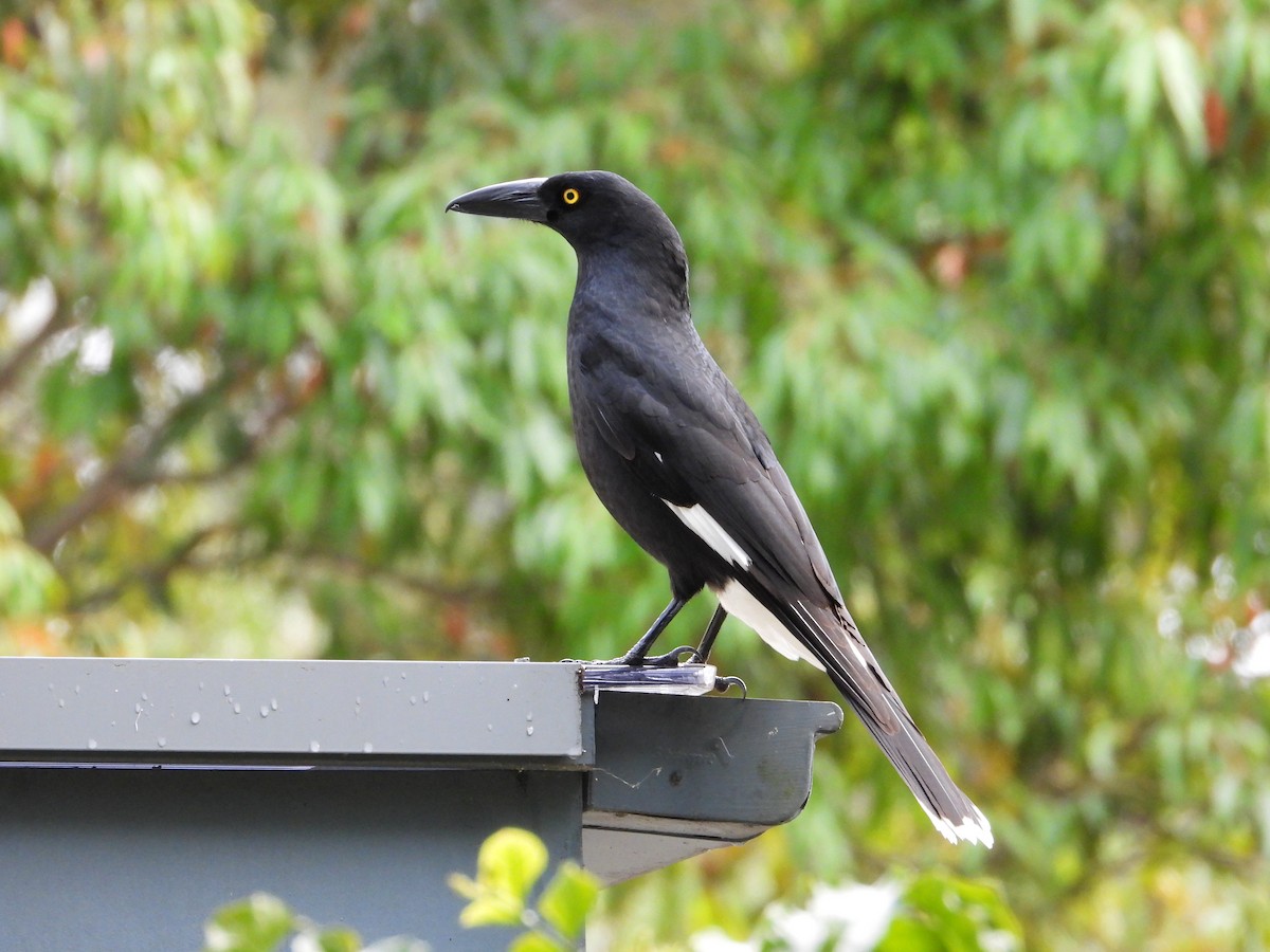 Verdugo Pío - ML645900406