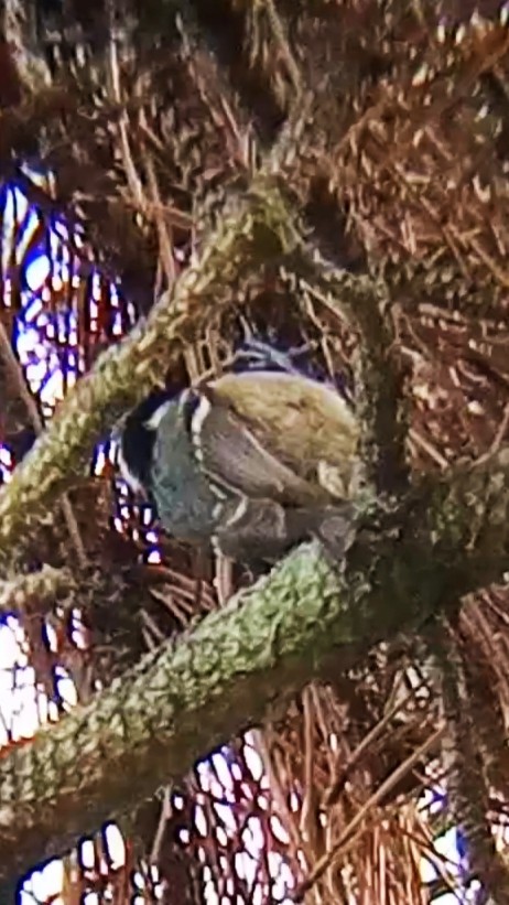 Carbonero Garrapinos - ML645900407