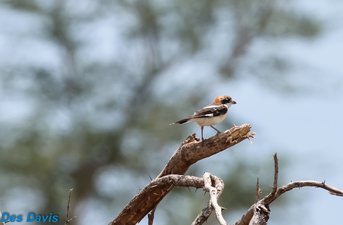 Alcaudón Común - ML645900408
