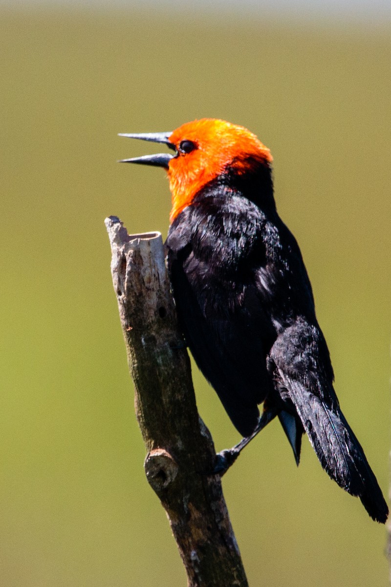 Federal - ML645900409