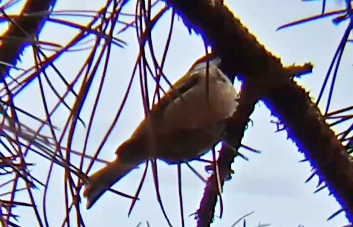 Carbonero Garrapinos - ML645900410