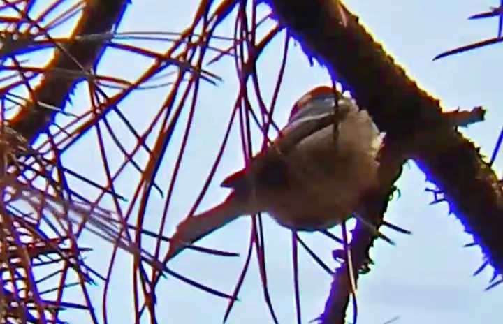 Carbonero Garrapinos - ML645900411