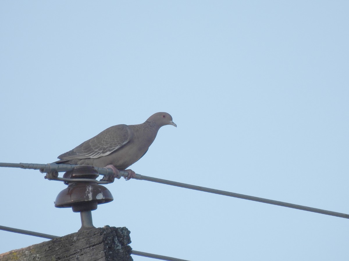 Paloma Picazuró - ML645900412