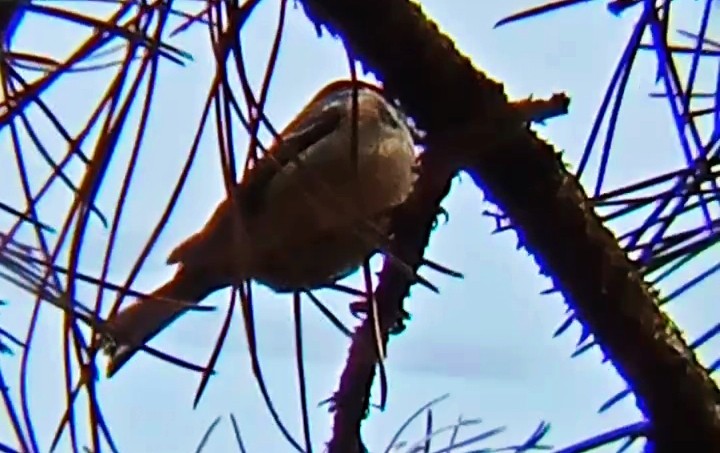 Carbonero Garrapinos - ML645900414