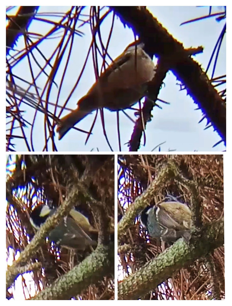 Carbonero Garrapinos - ML645900415