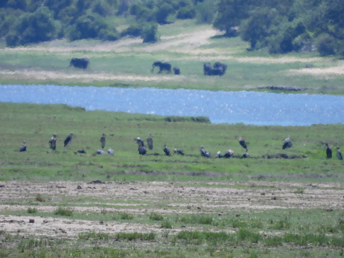 Marabú Africano - ML645900427
