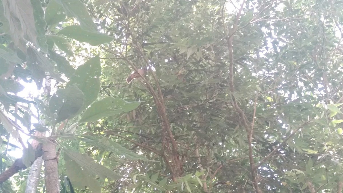 Tangara (Thraupis) sp. - ML645900429