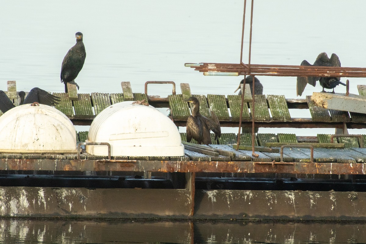 Cormorán Moñudo (Atlántico) - ML645900431