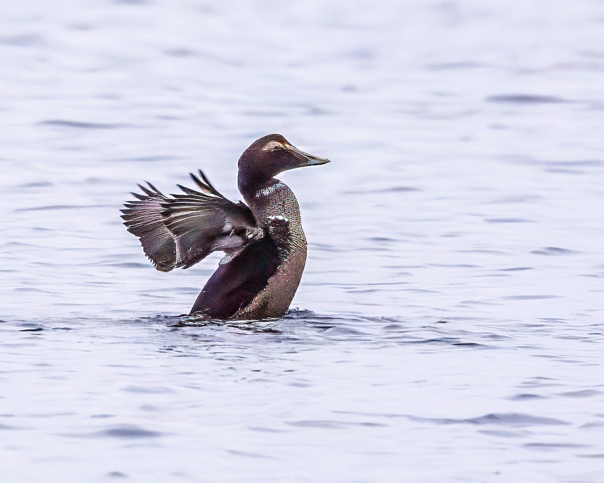 Éider Común - ML645900433