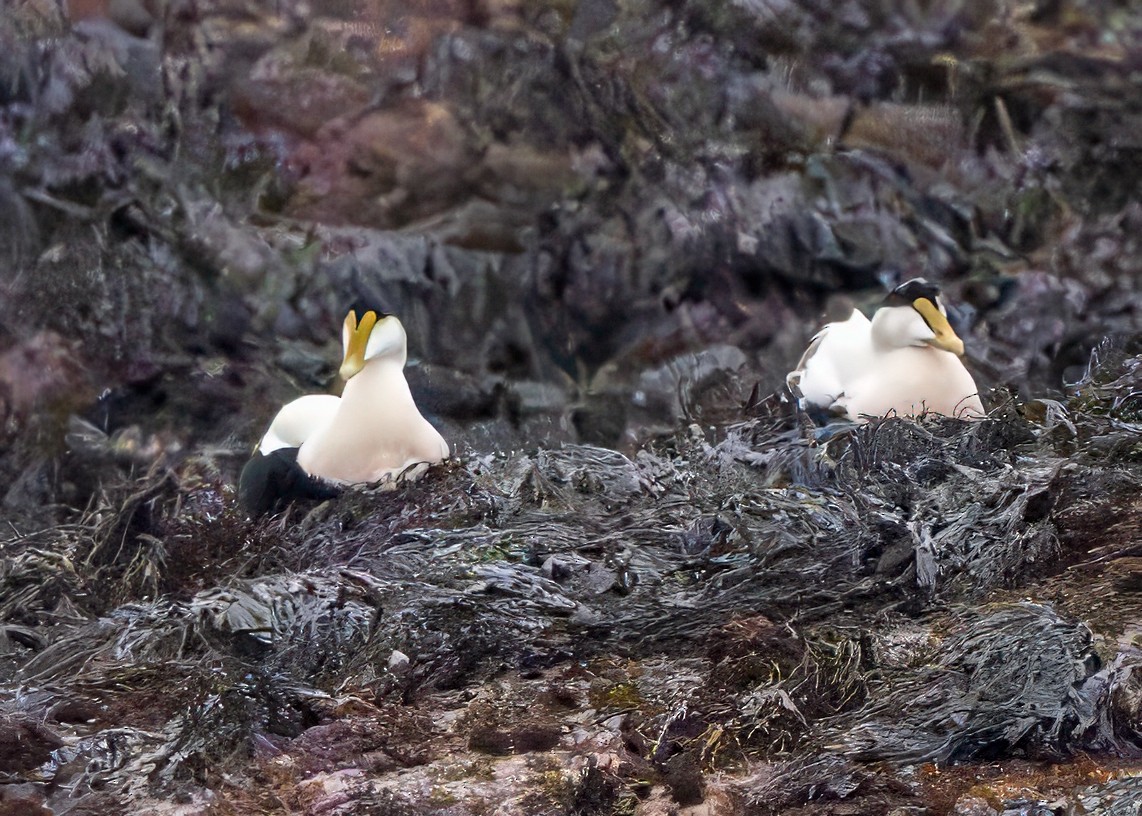 Éider Común - ML645900434