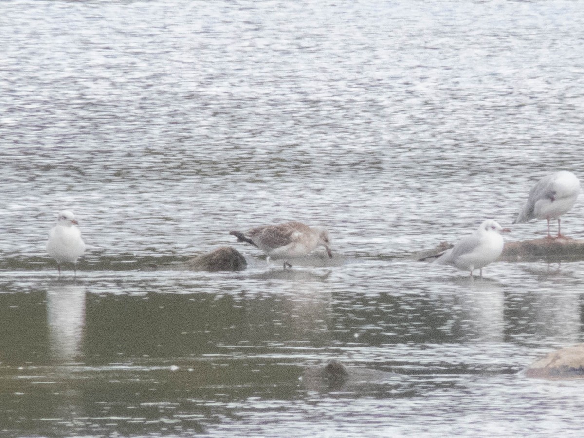 Mediterranean Gull - ML645900439