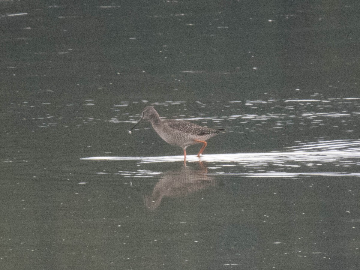 vodouš tmavý - ML645900442