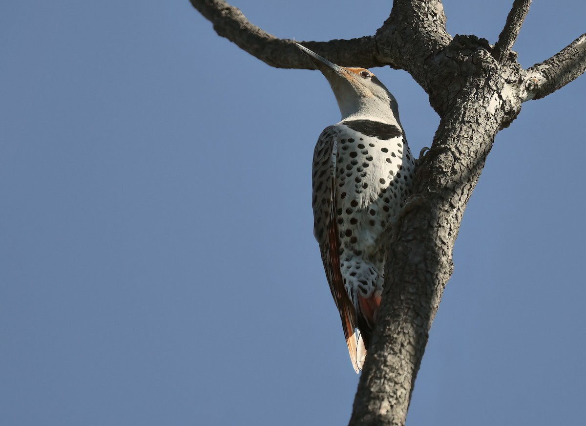 Northern Flicker - ML645900444