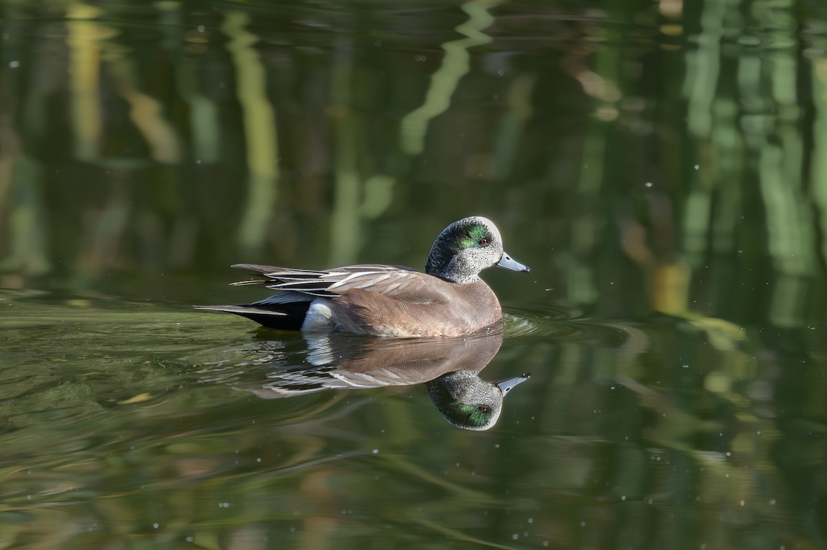 American Wigeon - ML645900445
