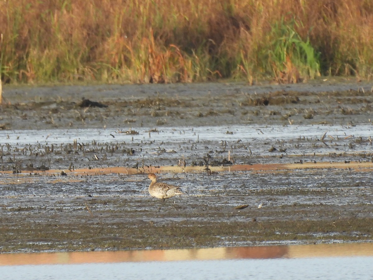 Codone - ML645900446