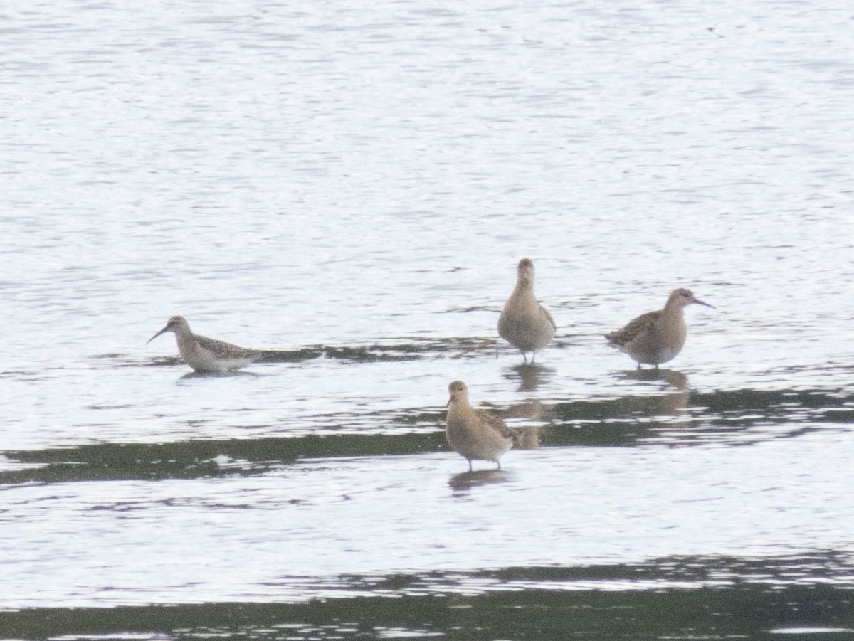 jespák bojovný - ML645900447