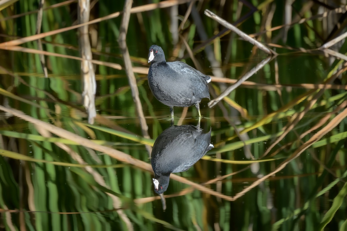 American Coot - ML645900449