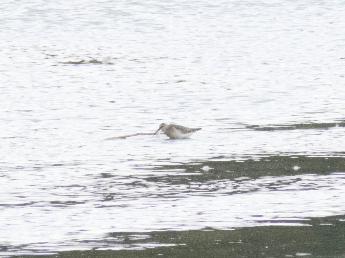 jespák křivozobý - ML645900450