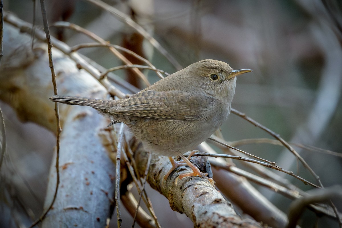 Northern House Wren - ML645900455