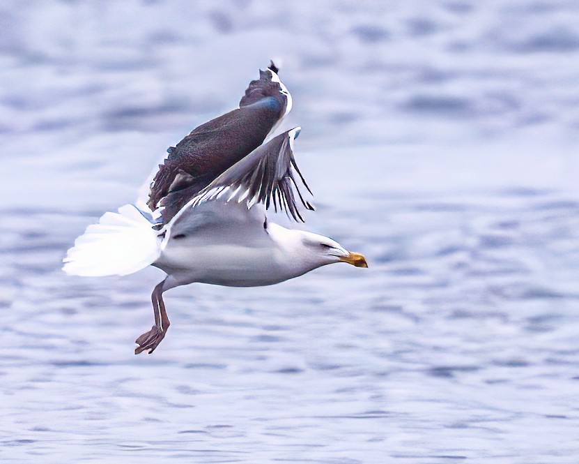 Büyük Kara Sırtlı Martı - ML645900458