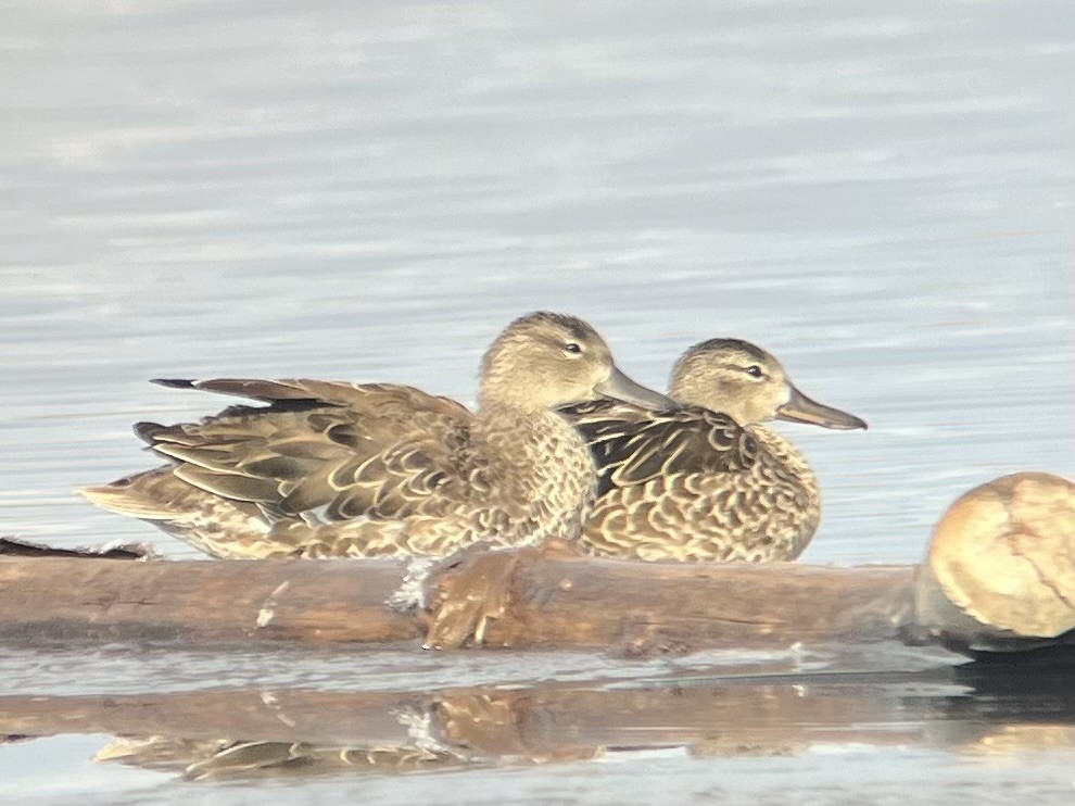 Blue-winged Teal - ML645900459