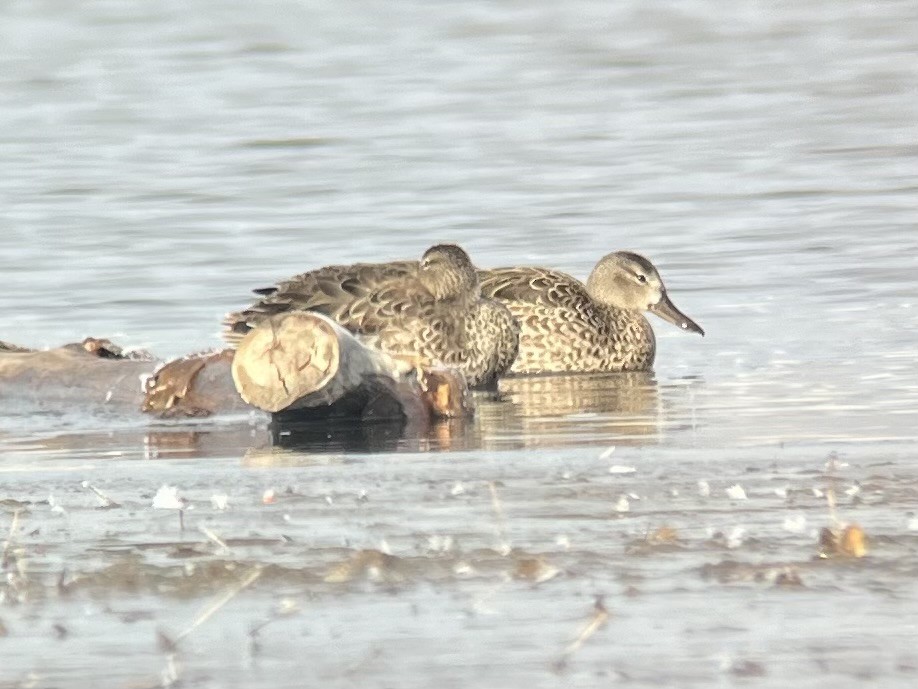 Blue-winged Teal - ML645900461