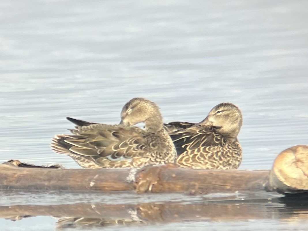 Blue-winged Teal - ML645900462