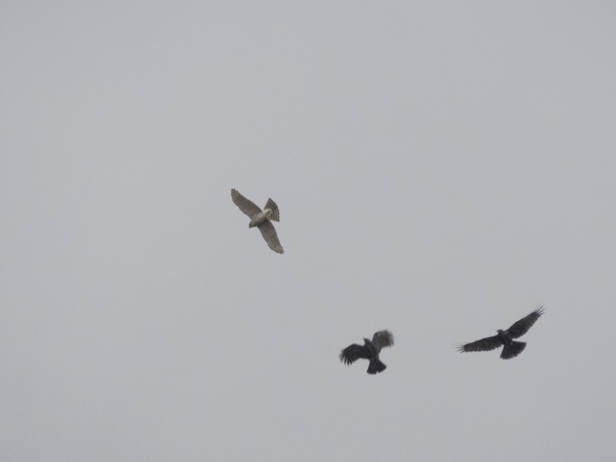 krahujec obecný - ML645900471