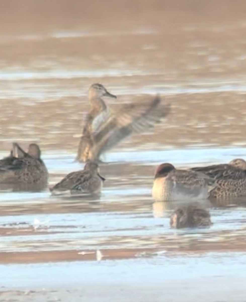 Blue-winged Teal - ML645900474