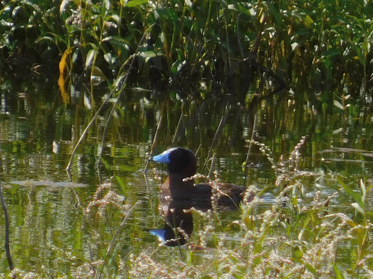 Савка маскова - ML645900476