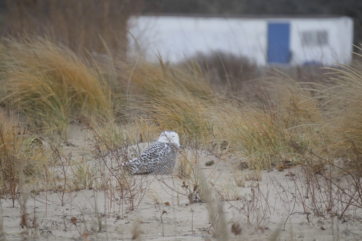 Snowy Owl - ML645900484