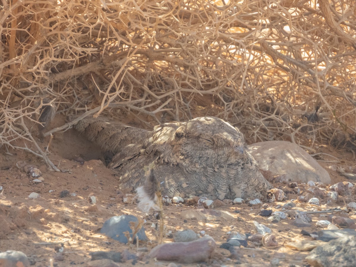 Egyptian Nightjar - ML645900503