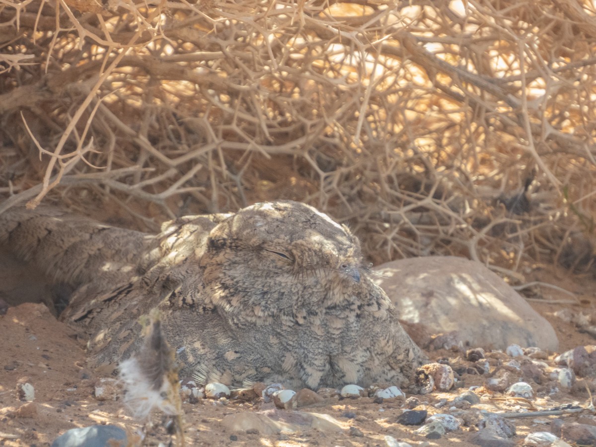 Egyptian Nightjar - ML645900504