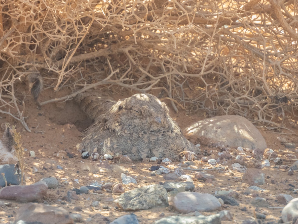 Egyptian Nightjar - ML645900505