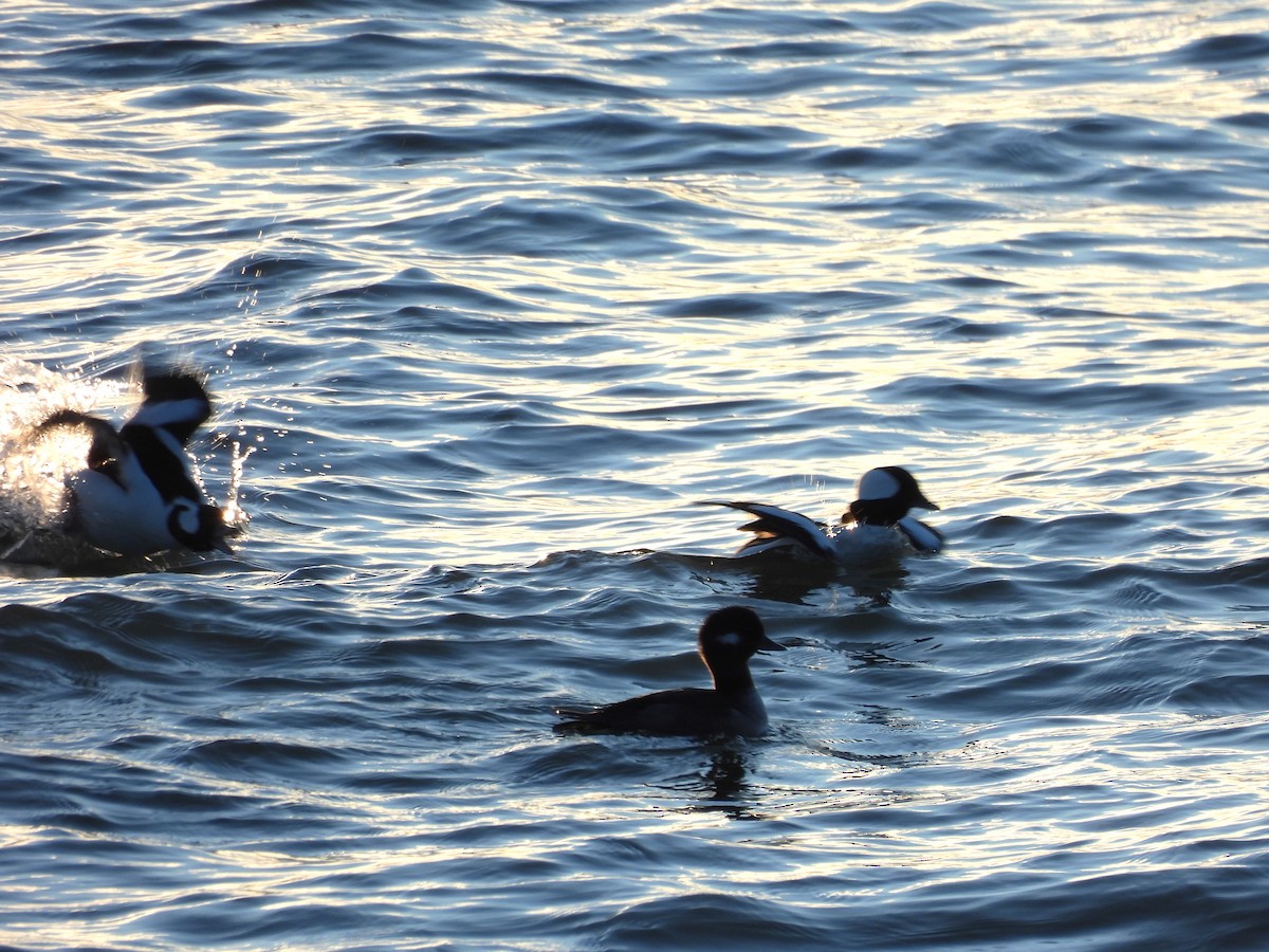 Bufflehead - ML645900508