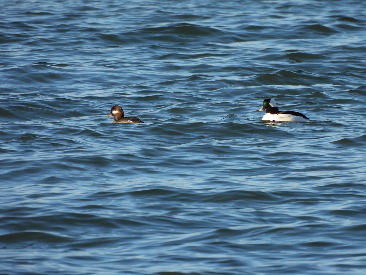 Bufflehead - ML645900514