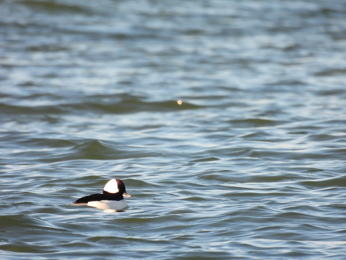 Bufflehead - ML645900515