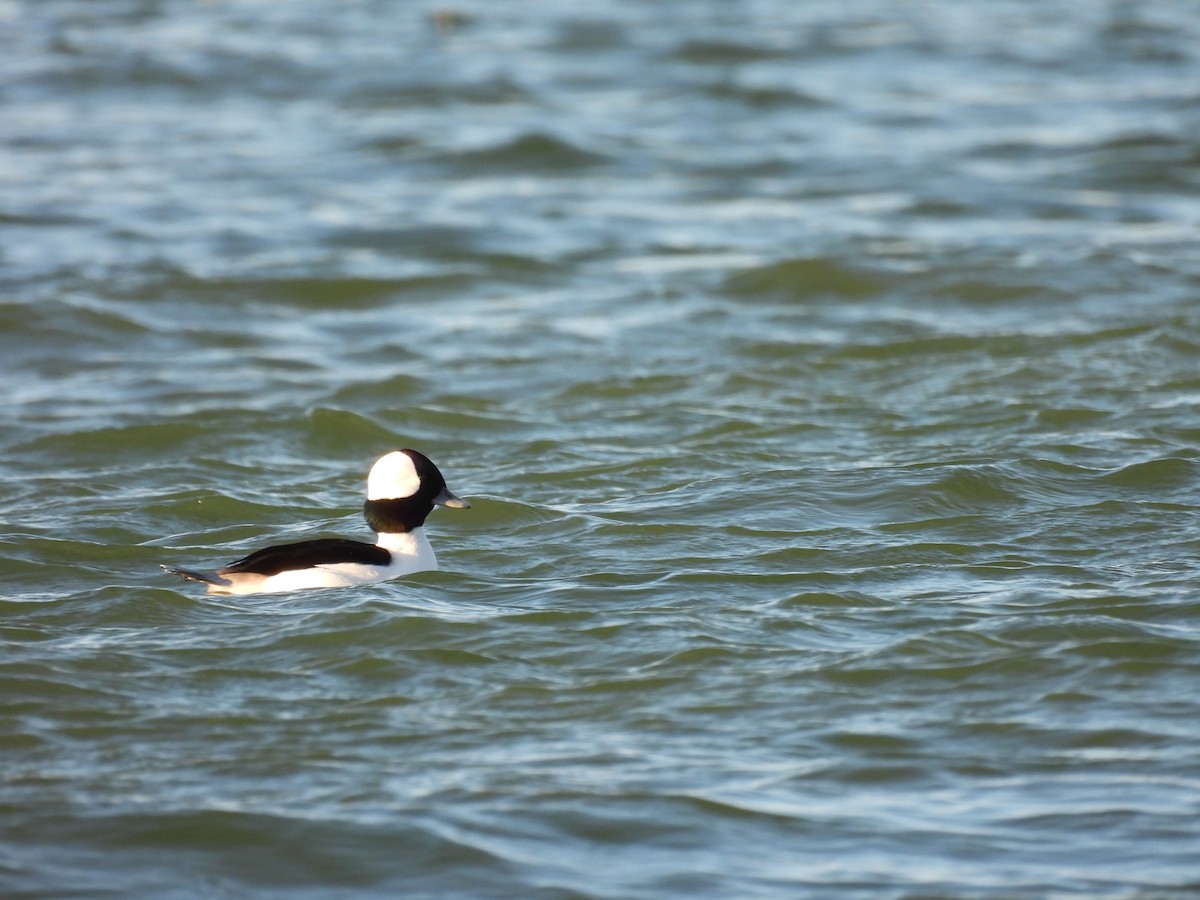 Bufflehead - ML645900516