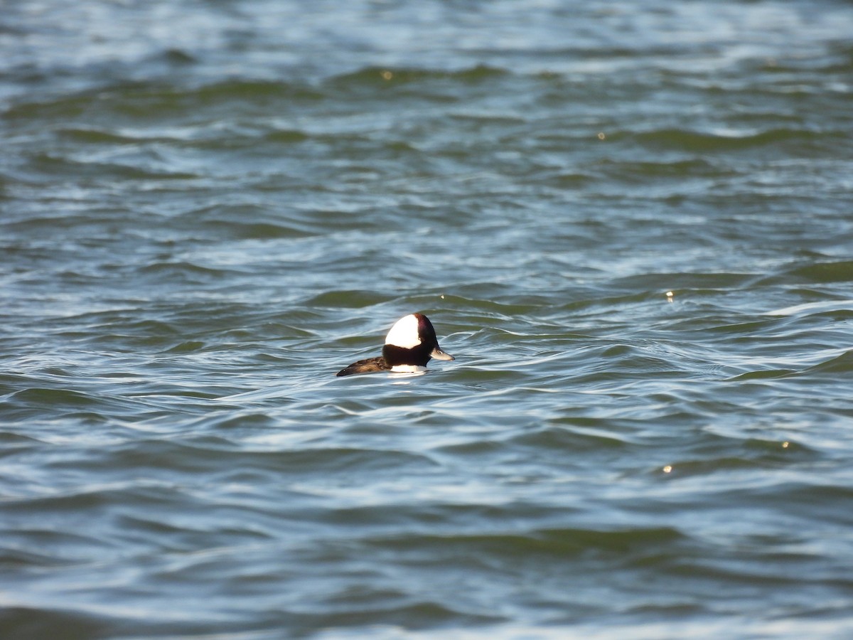 Bufflehead - ML645900517