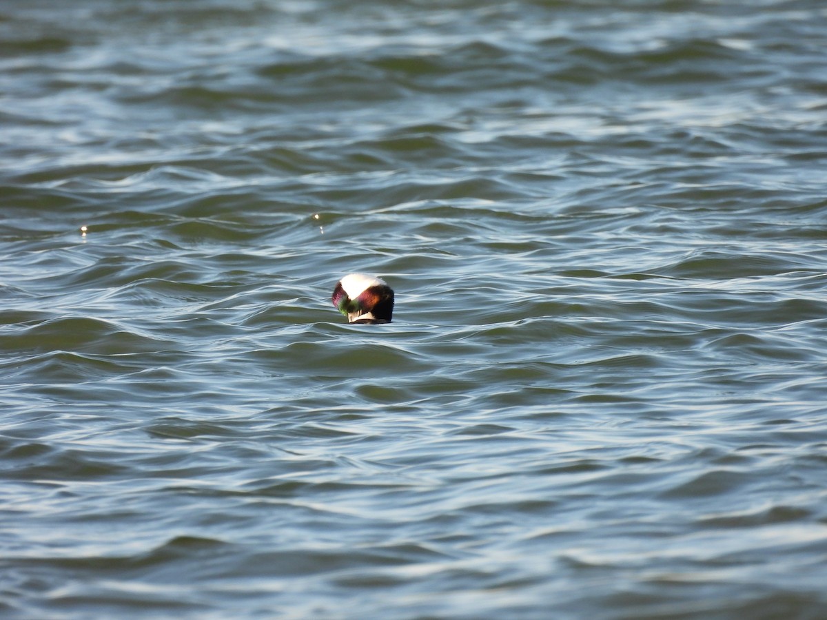 Bufflehead - ML645900518