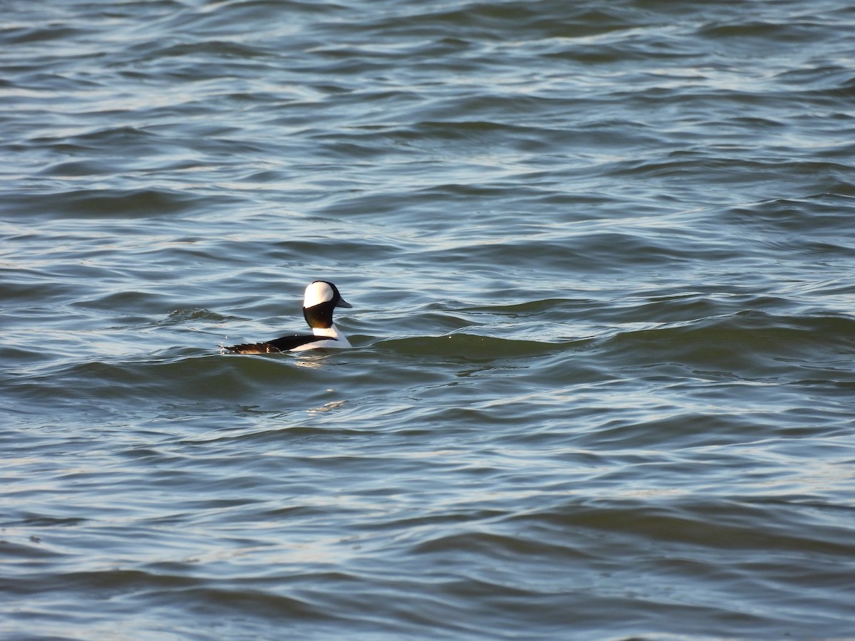Bufflehead - ML645900519