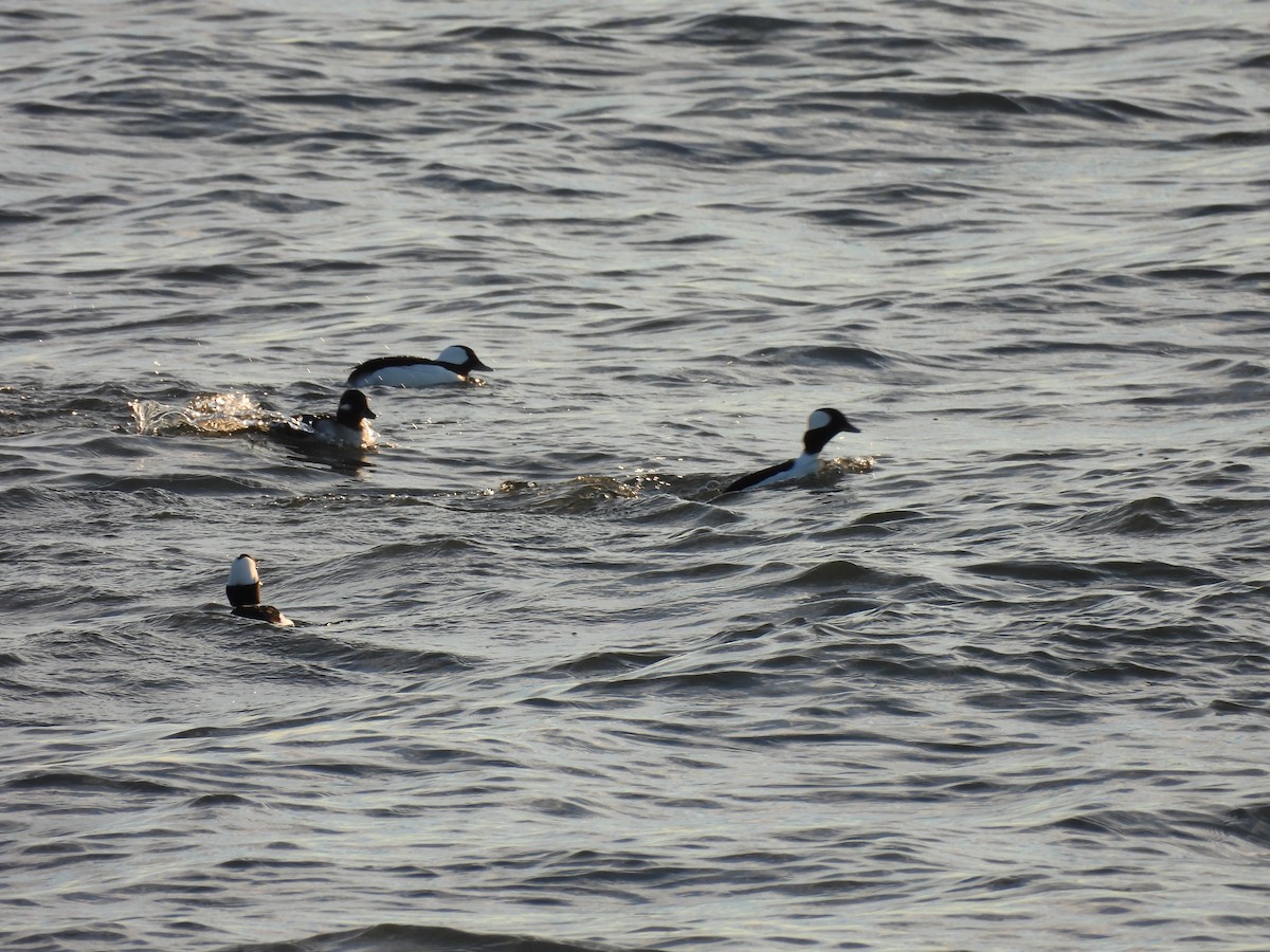 Bufflehead - ML645900520