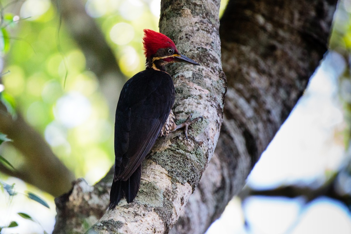 Lineated Woodpecker - ML645900521