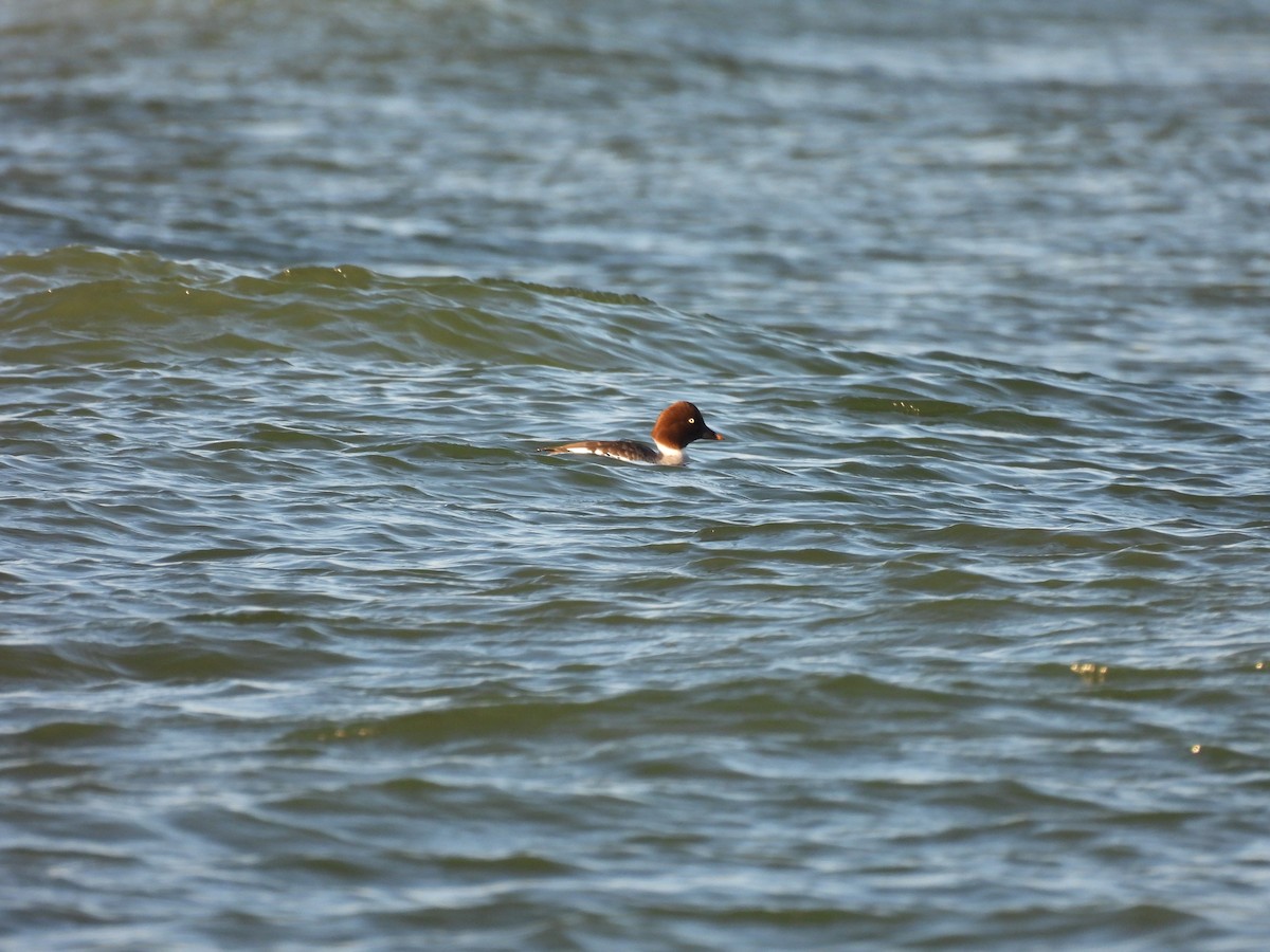 Quattrocchi - ML645900528