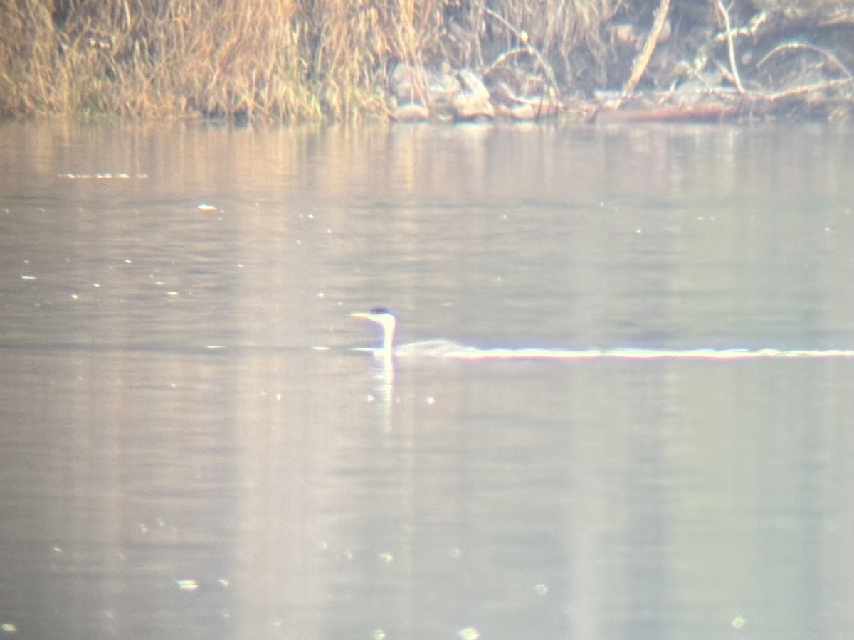 Western Grebe - ML645900537