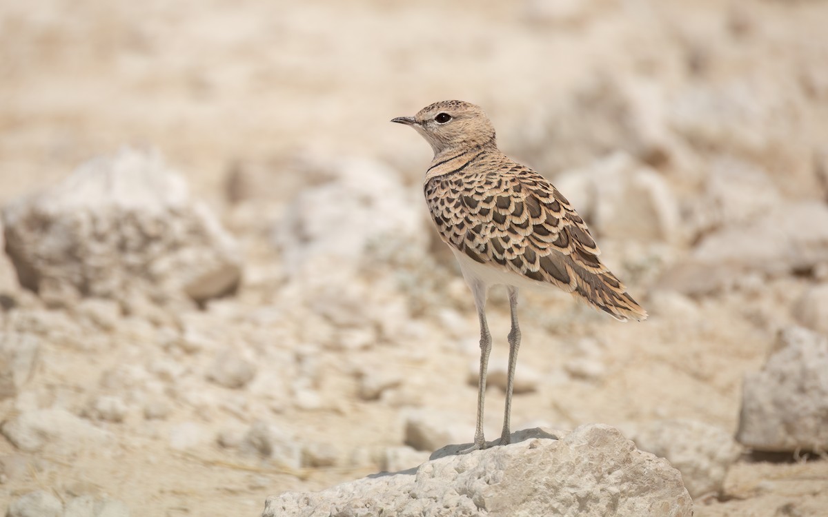 Double-banded Courser - ML645900539