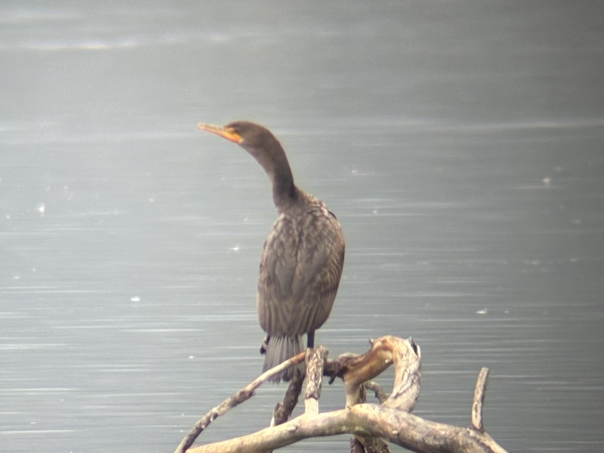 Double-crested Cormorant - ML645900544