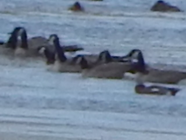 Cackling Goose - ML645900546